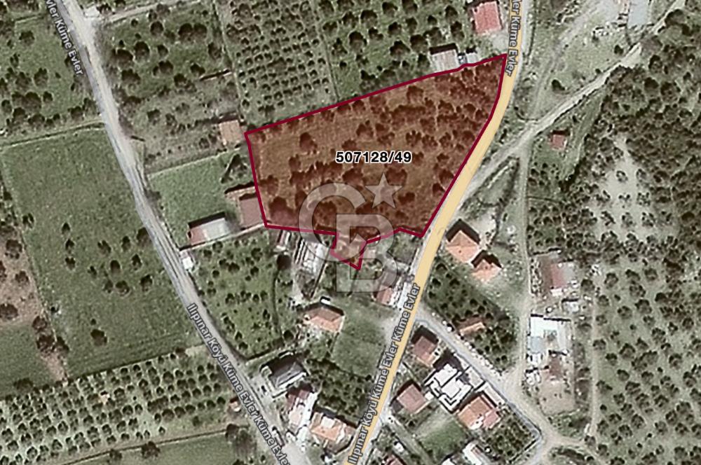 Foça Ilıpınar'da Köy Merkezi Yakınında Satılık Fırsat Zeytinlik