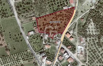 Foça Ilıpınar'da Köy Merkezi Yakınında Satılık Fırsat Zeytinlik