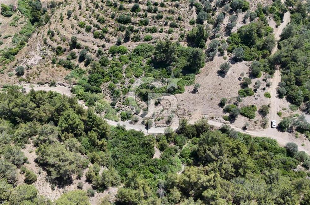 SEFERİHİSAR ORHANLI’DA YOLA CEPHELİ 2.726 m² ZEYTİN AĞAÇLI TARLA