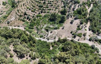 SEFERİHİSAR ORHANLI’DA YOLA CEPHELİ 2.726 m² ZEYTİN AĞAÇLI TARLA
