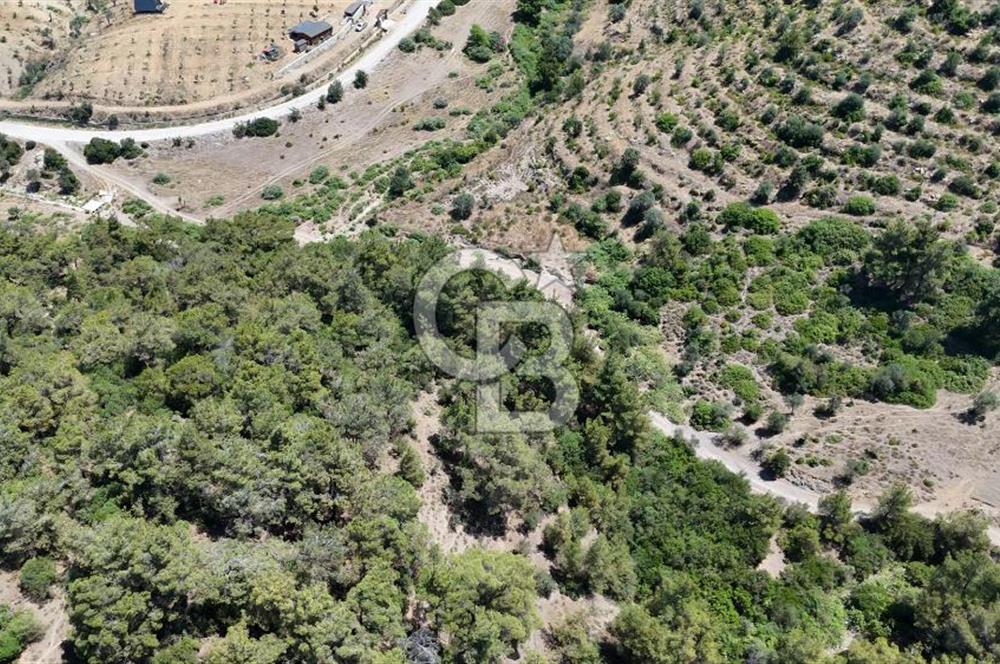 SEFERİHİSAR ORHANLI’DA YOLA CEPHELİ 2.726 m² ZEYTİN AĞAÇLI TARLA