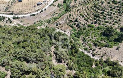 SEFERİHİSAR ORHANLI’DA YOLA CEPHELİ 2.726 m² ZEYTİN AĞAÇLI TARLA
