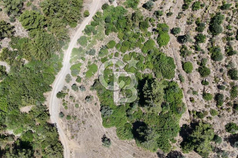 SEFERİHİSAR ORHANLI’DA YOLA CEPHELİ 2.726 m² ZEYTİN AĞAÇLI TARLA