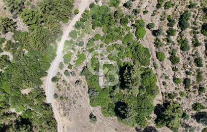 SEFERİHİSAR ORHANLI’DA YOLA CEPHELİ 2.726 m² ZEYTİN AĞAÇLI TARLA
