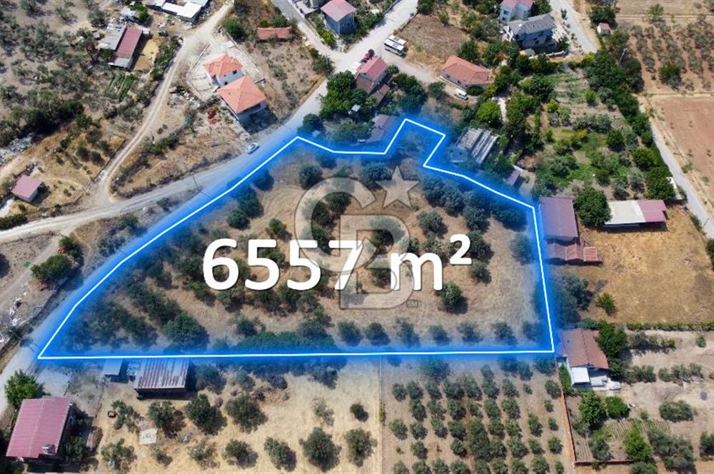 Foça Ilıpınar'da Köy Merkezi Yakınında Satılık Fırsat Zeytinlik