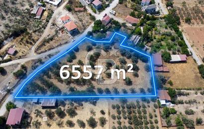 Foça Ilıpınar'da Köy Merkezi Yakınında Satılık Fırsat Zeytinlik