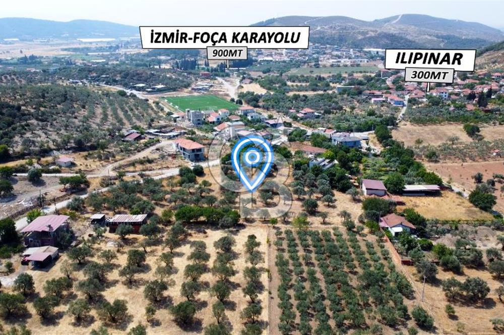 Foça Ilıpınar'da Köy Merkezi Yakınında Satılık Fırsat Zeytinlik