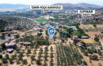 Foça Ilıpınar'da Köy Merkezi Yakınında Satılık Fırsat Zeytinlik