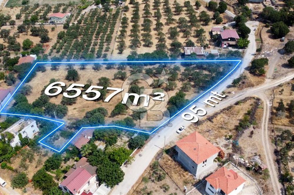 Foça Ilıpınar'da Köy Merkezi Yakınında Satılık Fırsat Zeytinlik