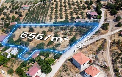 Foça Ilıpınar'da Köy Merkezi Yakınında Satılık Fırsat Zeytinlik