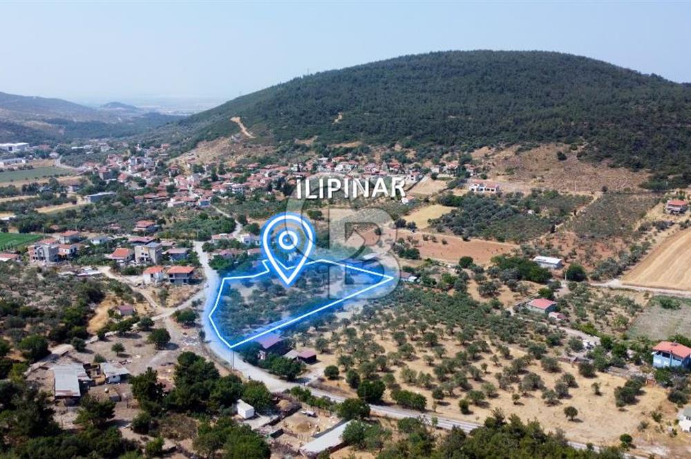Foça Ilıpınar'da Köy Merkezi Yakınında Satılık Fırsat Zeytinlik