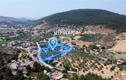 Foça Ilıpınar'da Köy Merkezi Yakınında Satılık Fırsat Zeytinlik