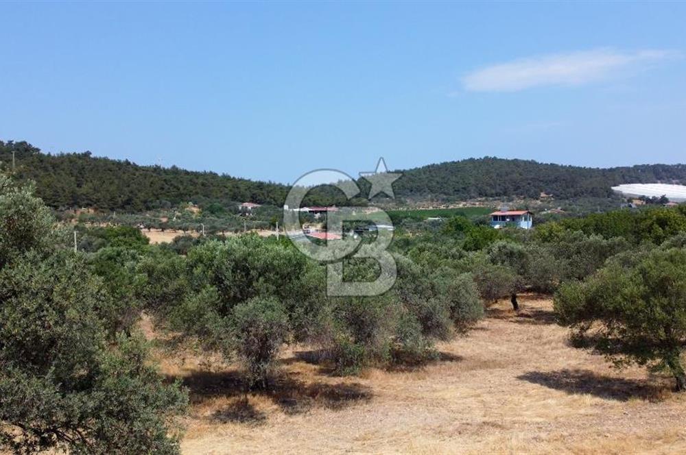 Foça Ilıpınar'da Köy Merkezi Yakınında Satılık Fırsat Zeytinlik