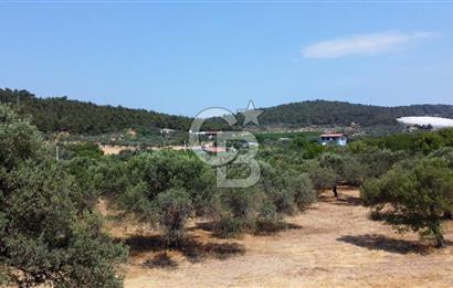 Foça Ilıpınar'da Köy Merkezi Yakınında Satılık Fırsat Zeytinlik