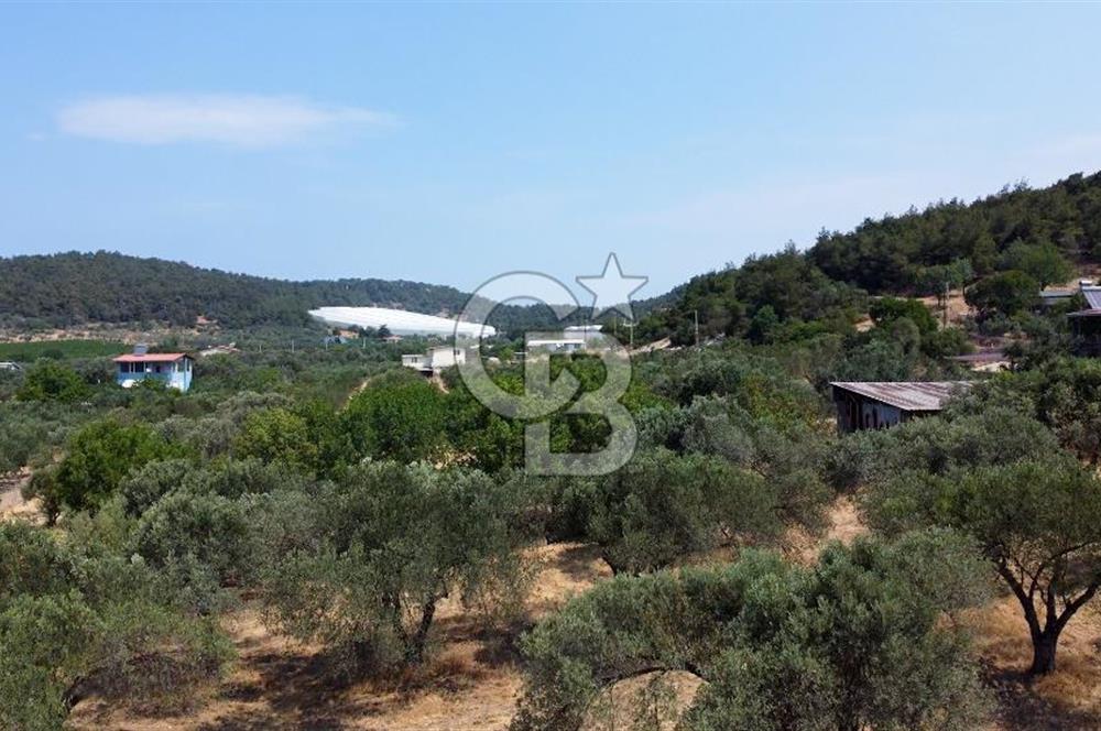 Foça Ilıpınar'da Köy Merkezi Yakınında Satılık Fırsat Zeytinlik