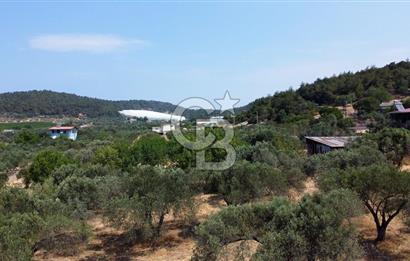 Foça Ilıpınar'da Köy Merkezi Yakınında Satılık Fırsat Zeytinlik