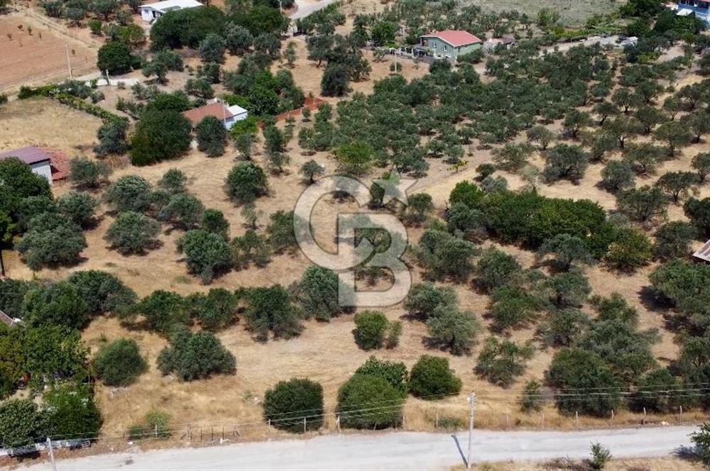 Foça Ilıpınar'da Köy Merkezi Yakınında Satılık Fırsat Zeytinlik