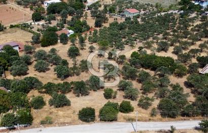 Foça Ilıpınar'da Köy Merkezi Yakınında Satılık Fırsat Zeytinlik