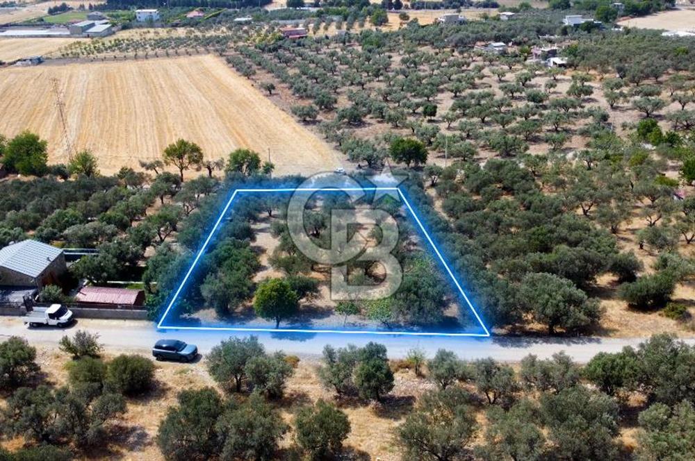 Foça Ilıpınar'da Köy Merkezine 700mt Mesafede Satılık Zeytinlik