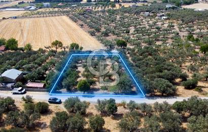 Foça Ilıpınar'da Köy Merkezine 700mt Mesafede Satılık Zeytinlik
