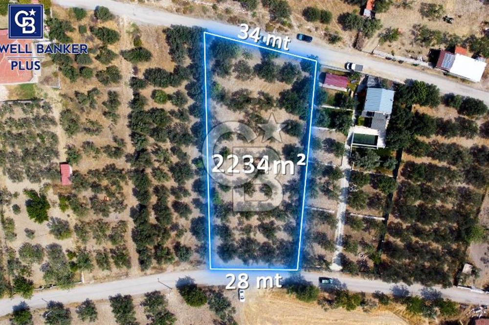 Foça Ilıpınar'da Köy Merkezine 700mt Mesafede Satılık Zeytinlik