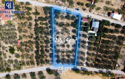 Foça Ilıpınar'da Köy Merkezine 700mt Mesafede Satılık Zeytinlik