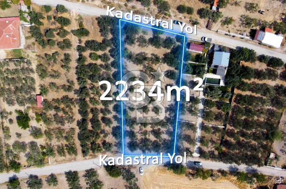 Foça Ilıpınar'da Köy Merkezine 700mt Mesafede Satılık Zeytinlik