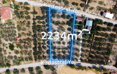Foça Ilıpınar'da Köy Merkezine 700mt Mesafede Satılık Zeytinlik