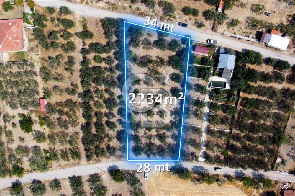 Foça Ilıpınar'da Köy Merkezine 700mt Mesafede Satılık Zeytinlik