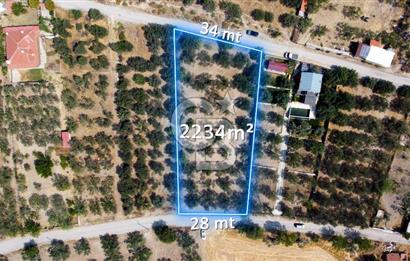 Foça Ilıpınar'da Köy Merkezine 700mt Mesafede Satılık Zeytinlik