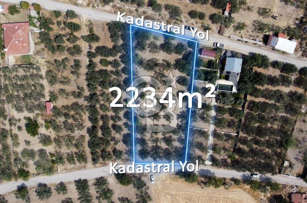 Foça Ilıpınar'da Köy Merkezine 700mt Mesafede Satılık Zeytinlik