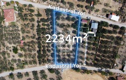 Foça Ilıpınar'da Köy Merkezine 700mt Mesafede Satılık Zeytinlik