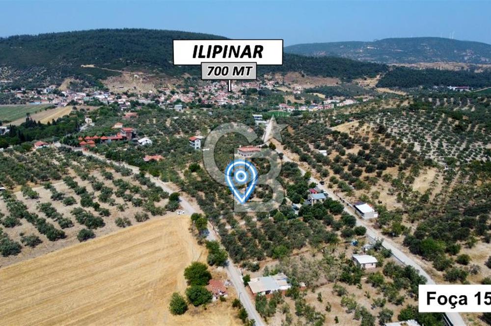 Foça Ilıpınar'da Köy Merkezine 700mt Mesafede Satılık Zeytinlik