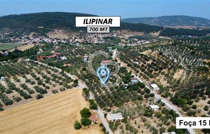 Foça Ilıpınar'da Köy Merkezine 700mt Mesafede Satılık Zeytinlik