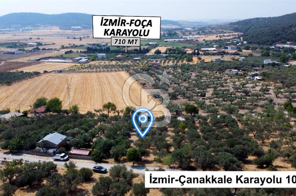 Foça Ilıpınar'da Köy Merkezine 700mt Mesafede Satılık Zeytinlik