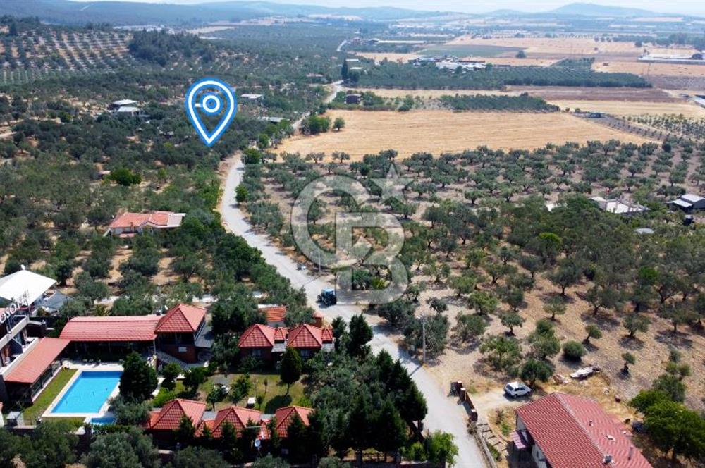 Foça Ilıpınar'da Köy Merkezine 700mt Mesafede Satılık Zeytinlik