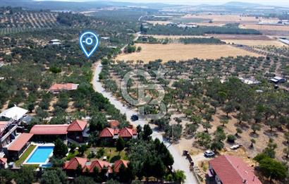Foça Ilıpınar'da Köy Merkezine 700mt Mesafede Satılık Zeytinlik