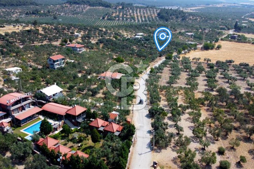 Foça Ilıpınar'da Köy Merkezine 700mt Mesafede Satılık Zeytinlik