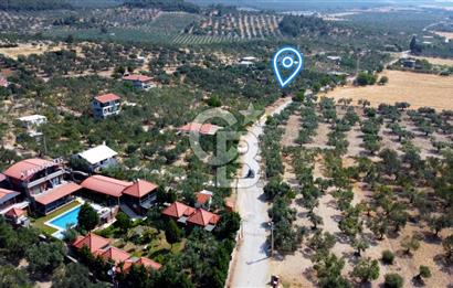 Foça Ilıpınar'da Köy Merkezine 700mt Mesafede Satılık Zeytinlik