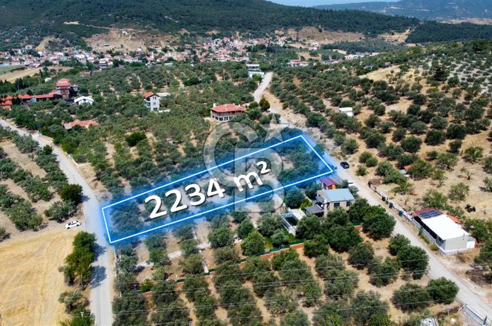Foça Ilıpınar'da Köy Merkezine 700mt Mesafede Satılık Zeytinlik