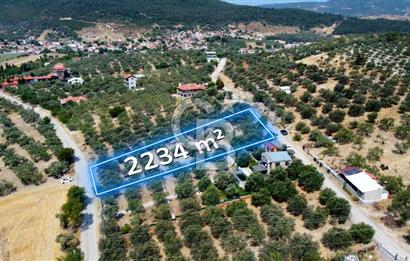 Foça Ilıpınar'da Köy Merkezine 700mt Mesafede Satılık Zeytinlik