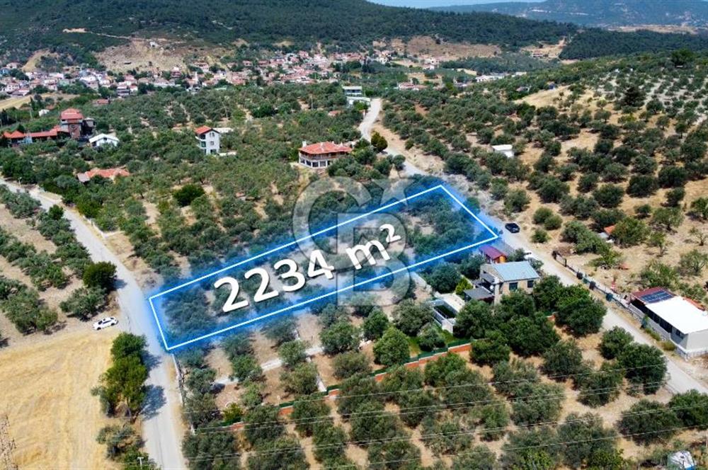 Foça Ilıpınar'da Köy Merkezine 700mt Mesafede Satılık Zeytinlik
