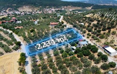 Foça Ilıpınar'da Köy Merkezine 700mt Mesafede Satılık Zeytinlik