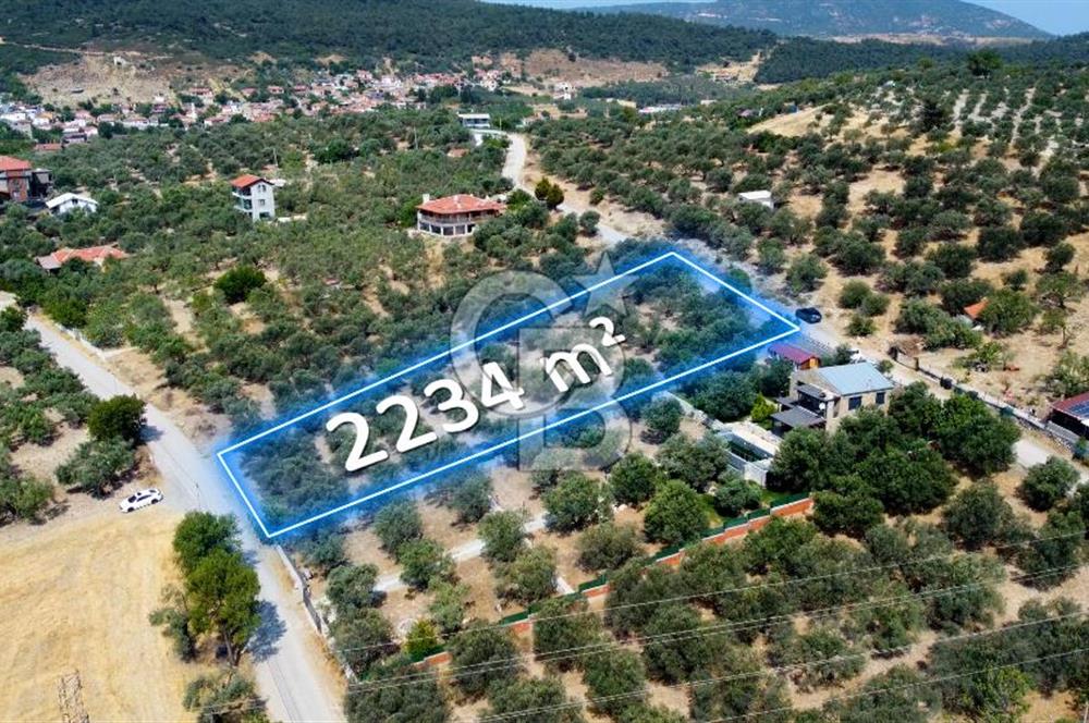 Foça Ilıpınar'da Köy Merkezine 700mt Mesafede Satılık Zeytinlik