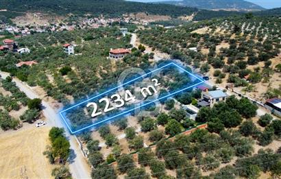 Foça Ilıpınar'da Köy Merkezine 700mt Mesafede Satılık Zeytinlik
