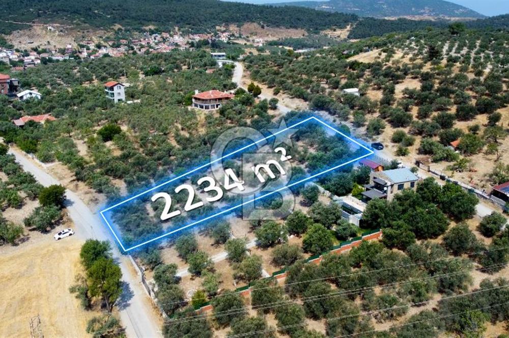 Foça Ilıpınar'da Köy Merkezine 700mt Mesafede Satılık Zeytinlik