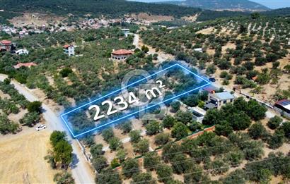 Foça Ilıpınar'da Köy Merkezine 700mt Mesafede Satılık Zeytinlik