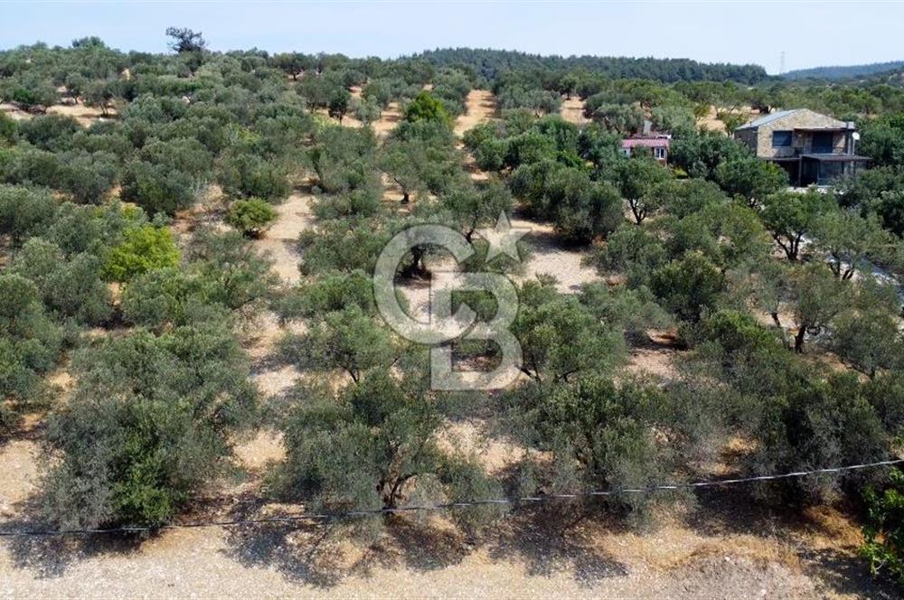 Foça Ilıpınar'da Köy Merkezine 700mt Mesafede Satılık Zeytinlik
