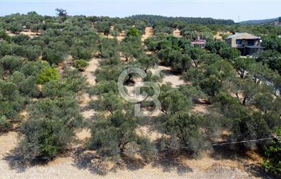 Foça Ilıpınar'da Köy Merkezine 700mt Mesafede Satılık Zeytinlik