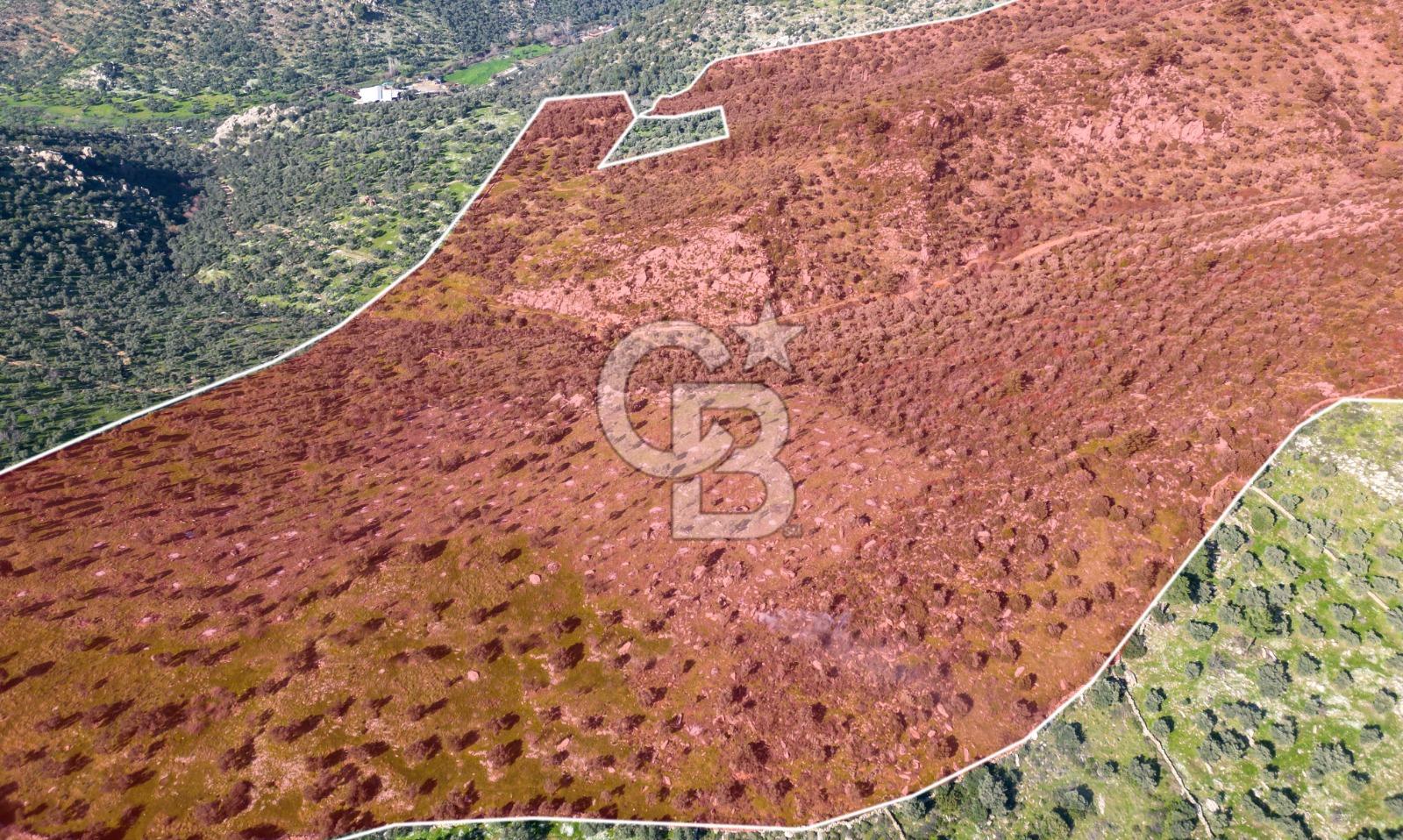 MUĞLA MİLAS BAFA DA 200 DÖNÜM TEK TAPU SATILIK ZEYTİNLİK